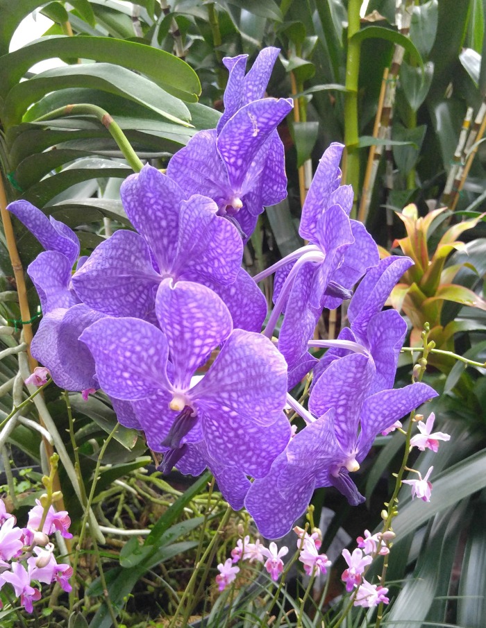 large purple orchids Purple orchid