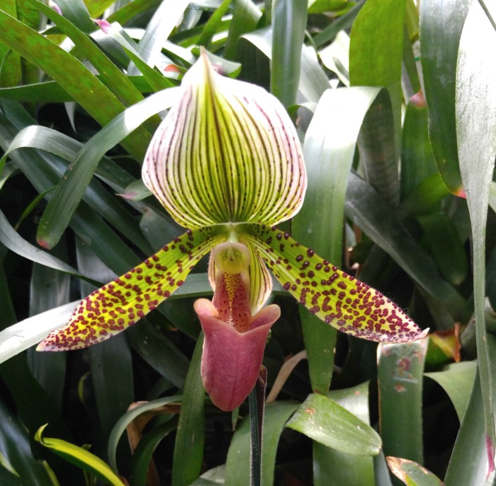 lady slipper orchid Lady slipper orchid