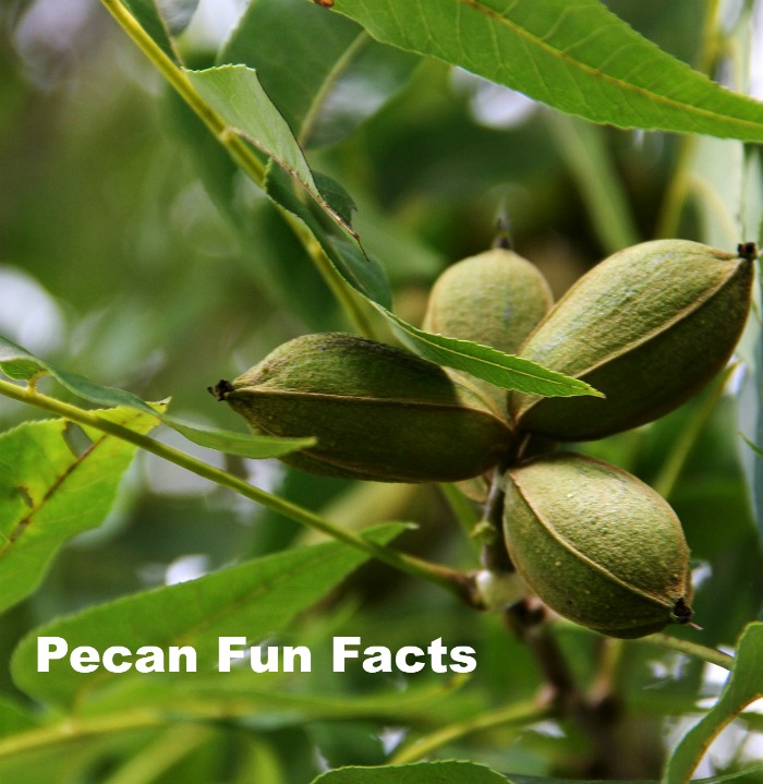 Pecan tree with a fun facts overlay. A pecan tree branch with a text overlay referencing fun facts about pecans.