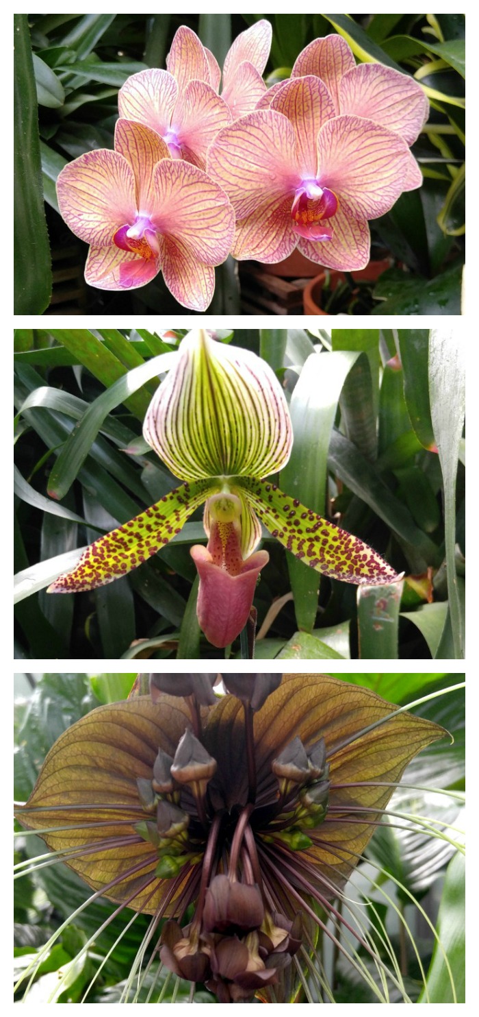 These orchid pictures show how diverse the species can be. From a monkey orchid to a bat orchid and everything in between, this is one of America's most popular flowers.