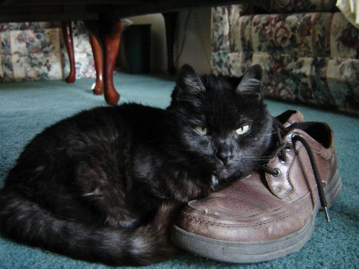 A black cat next to a shoe. A black cat curled up next to a brown pair of shoes in a living room.