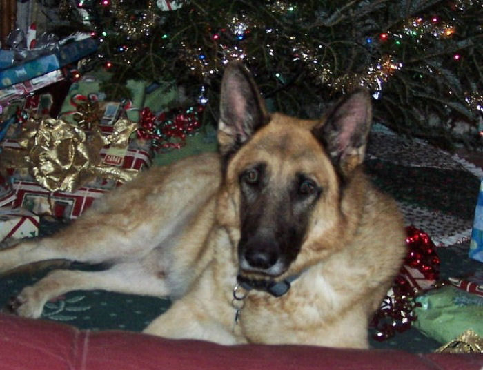 Dog in front of Christmas tree. A German shepherd dog laying in front of a Christmas tree with Christmas presents around him.