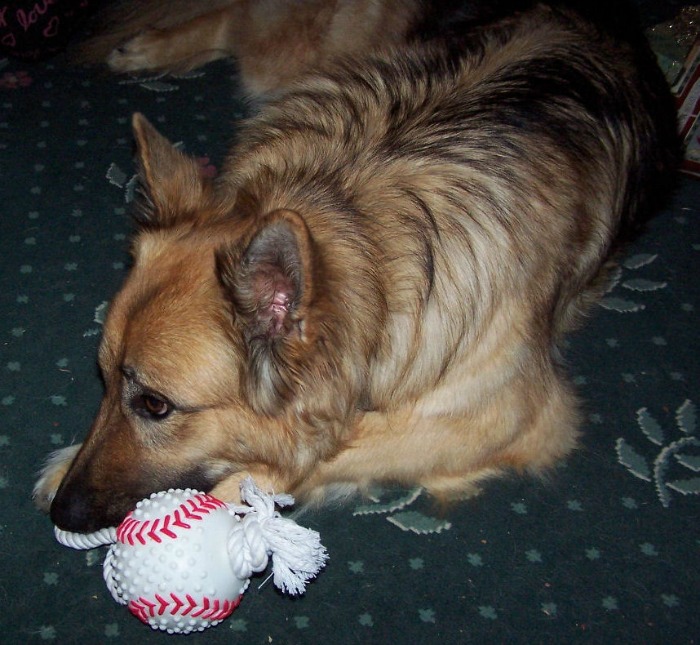 German shepherd and ball. A German shepherd laying on a green rug next to a baseball themed dog toy.