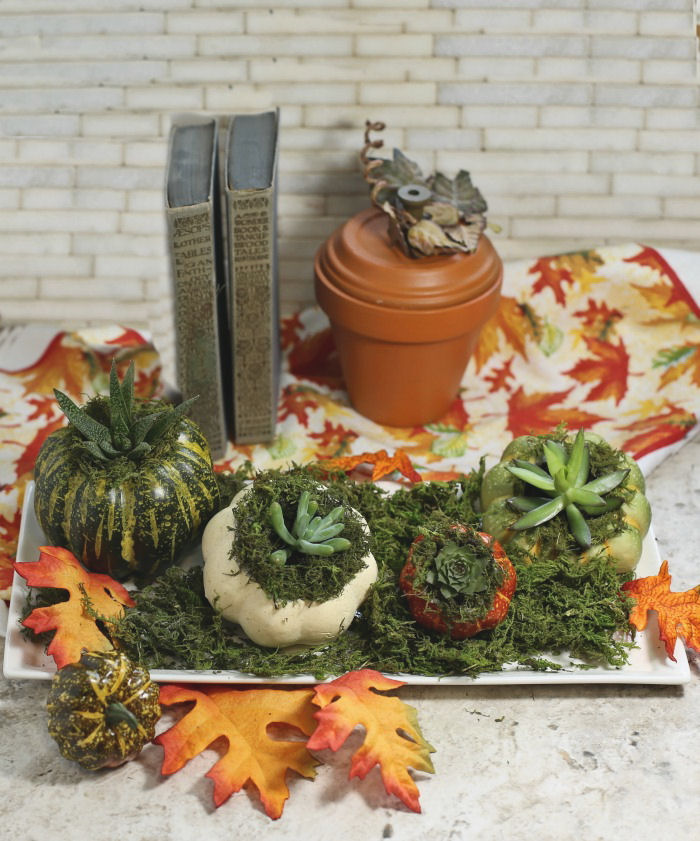 Miniature Pumpkin Planters Miniature Pumpkin Planters with small succulents