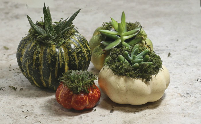 four small pumpkin planters Succulent planters