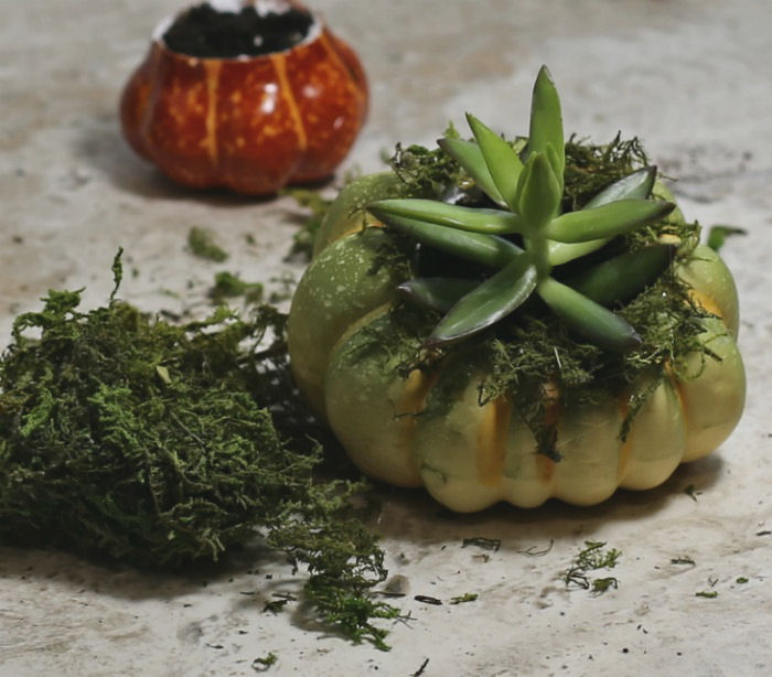 Mini pumpkin planter with succulent