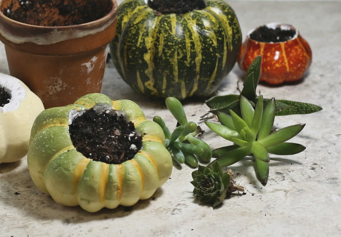 add soil to pumpkin planters Adding soil to pumpkin planters