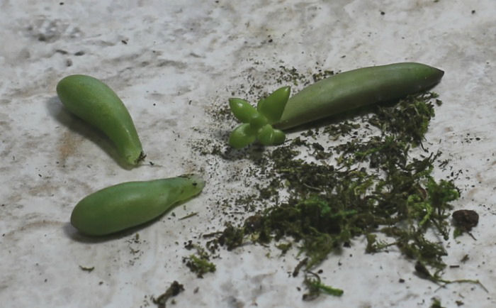succulent baby succulent baby