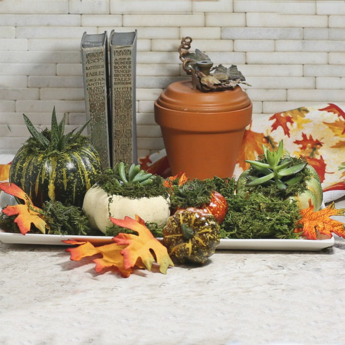 succulent planter vignette Mini pumpkin planter vignette
