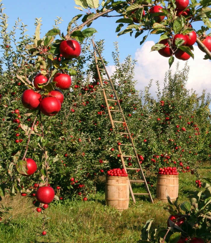 apple 0rdhard Apple Orchard