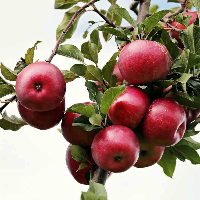 Apple tree