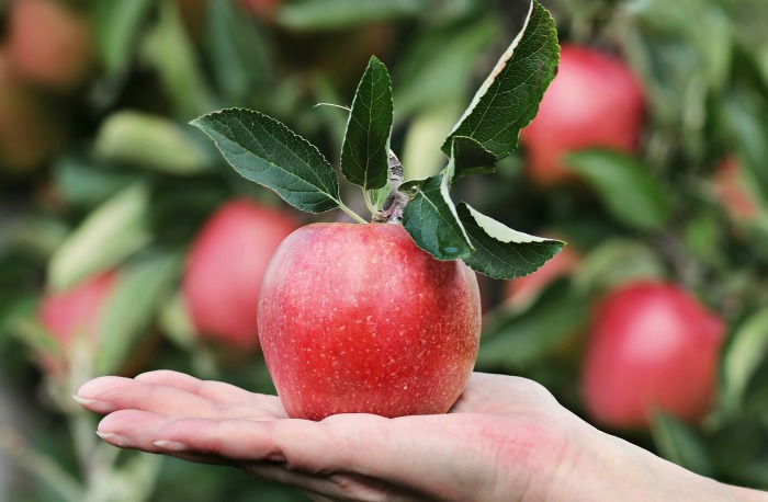 hand holding an apple apples