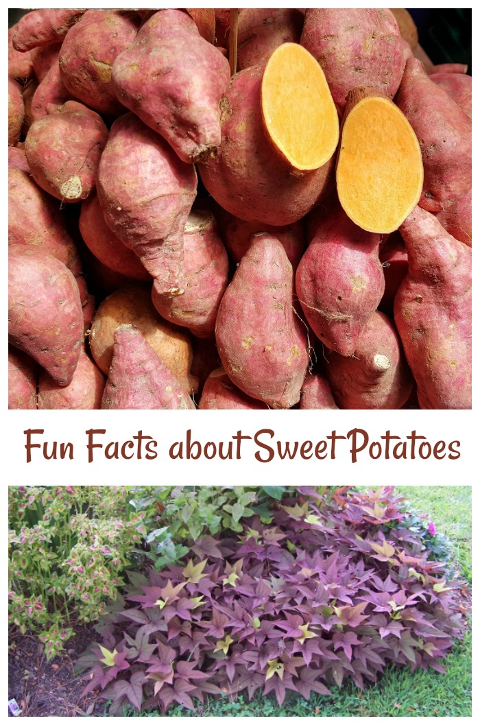 A pile of sweet potatoes and sweet potato vine with text overlay. The text "fun facts about sweet potatoes" in a rust color between a photo of a pile of sweet potatoes, and a photo of sweet potato leaves in the ground.