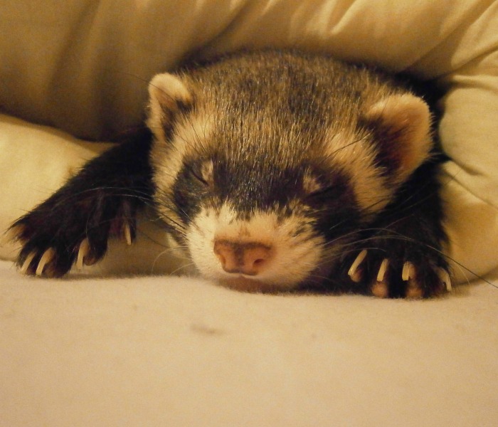 A sleeping ferret in a blanket on National Ferret Day.