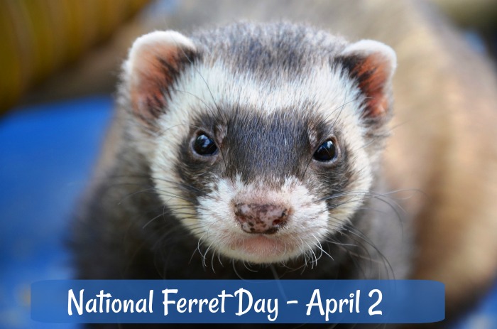 A black and white ferret with a blue text overlay that reads "National Ferret Day - April 2".