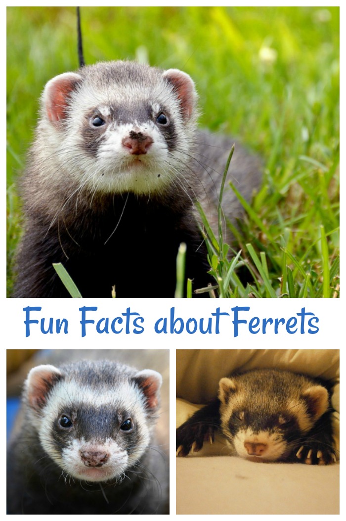 The text "fun facts about ferrets" on a three image collage of ferrets, one on a leash in the grass, one sleeping, and one looking into the camera. 