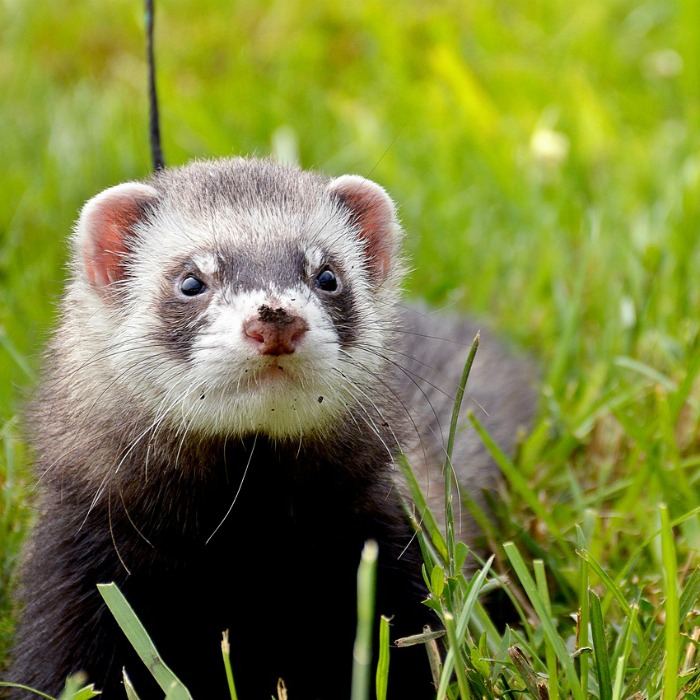 A ferret with a leash in the grass.