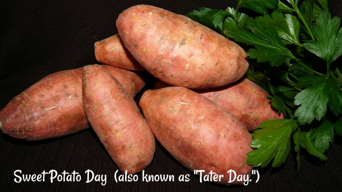 Sweet potatoes against a black background. Six sweet potatoes on a black background with the words Sweet Potato Day (also known as "Tater Day") written on it.