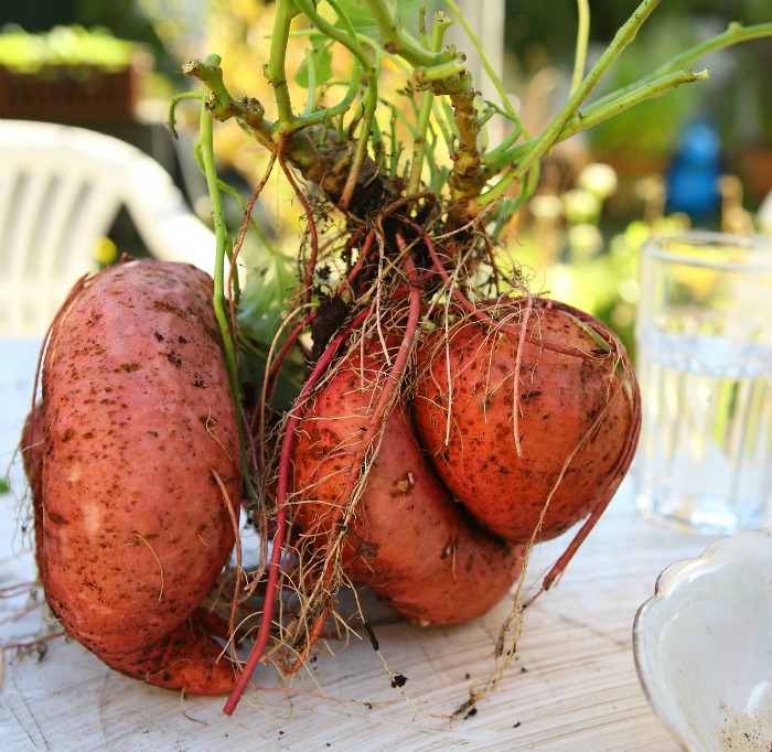 Sweet potato roots on a table. Sweet potato and yams with roots on a table next to a water glass.
