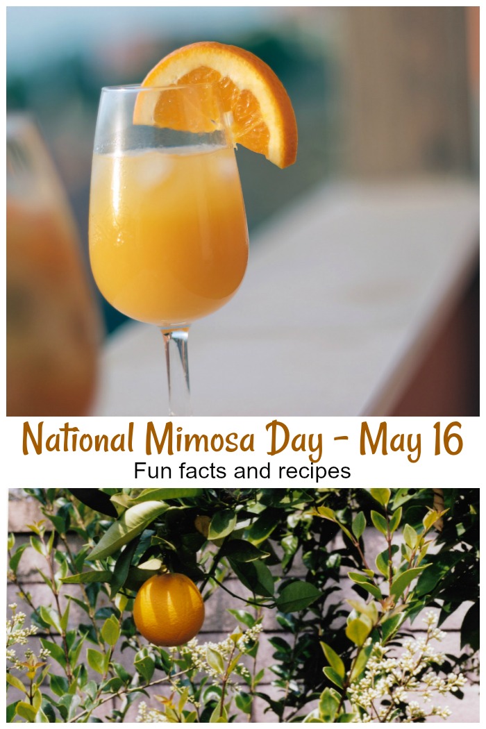 mimosa and orange on a tree National mimosa day is May 16