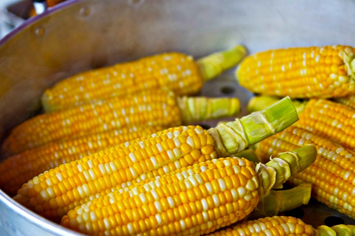 corn on the cob in a pot ears of corn, ready to cook