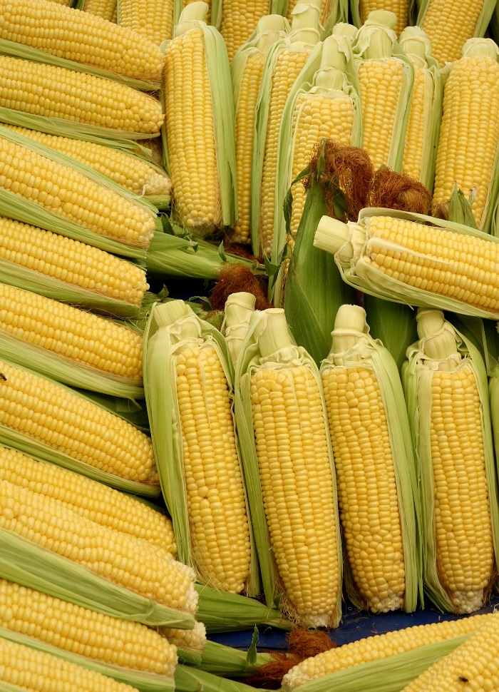 corn on the cob in husks Ears of corn in husks