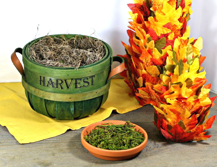 Two types of moss in containers with fall leaf trees