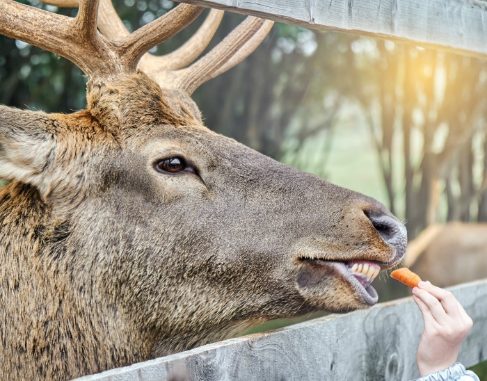 Feeding reindeer carrots Hand holding a carrot while a reindeer eats it.