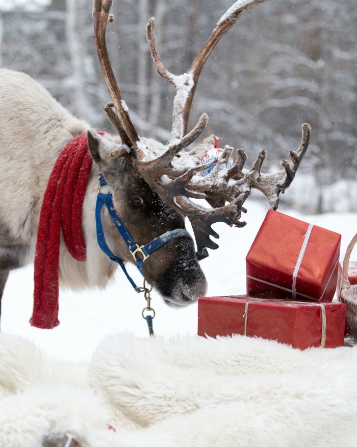 Reindeer with presents Reindeer in snow near some presents
