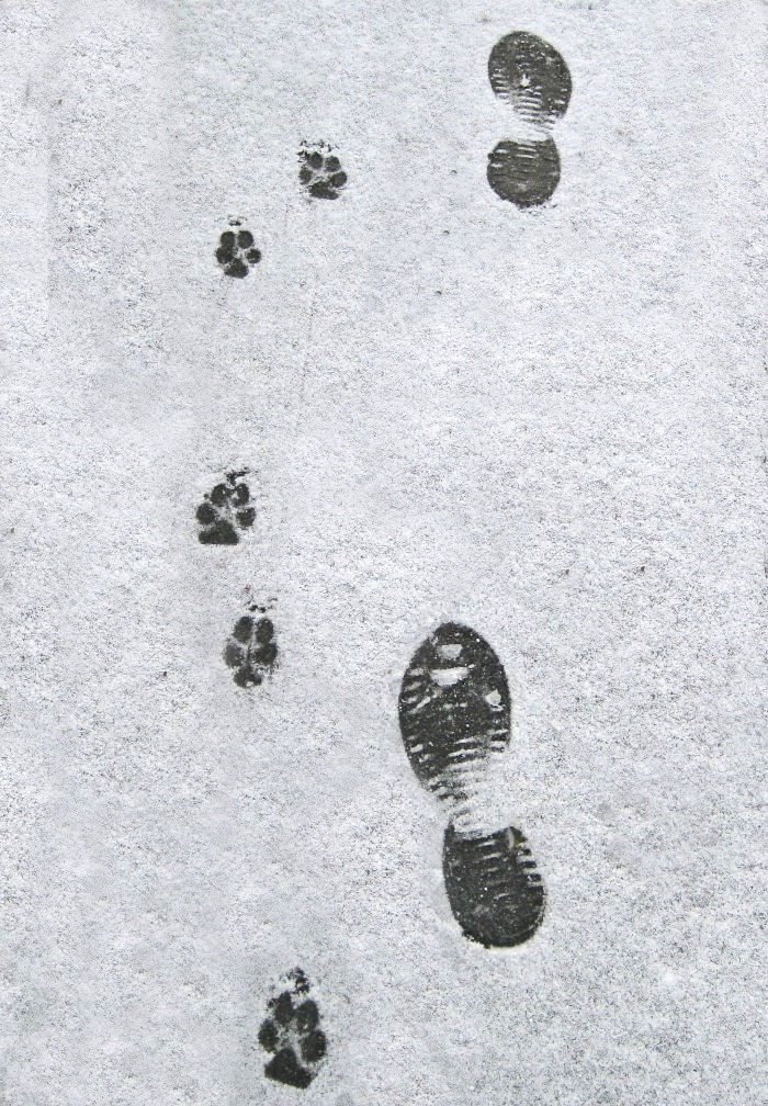 Footprints in the snow. Footprints in the snow of Santa Claus and his reindeer.