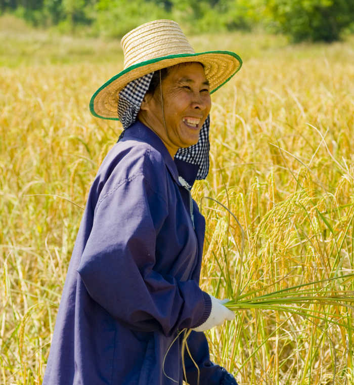 Chinese woman in a rice field. Chinese woman in straw hat in a rice field.