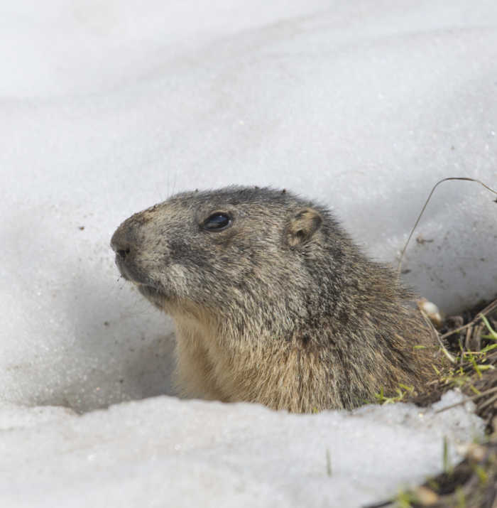 Groundhog in snow. Groundhog peeking out of burrow in snow.