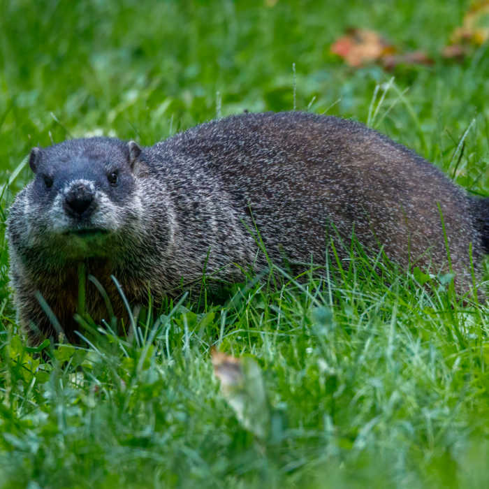 National Groundhog Day 2026 – Fun Facts – Folklore & Weather Prediction