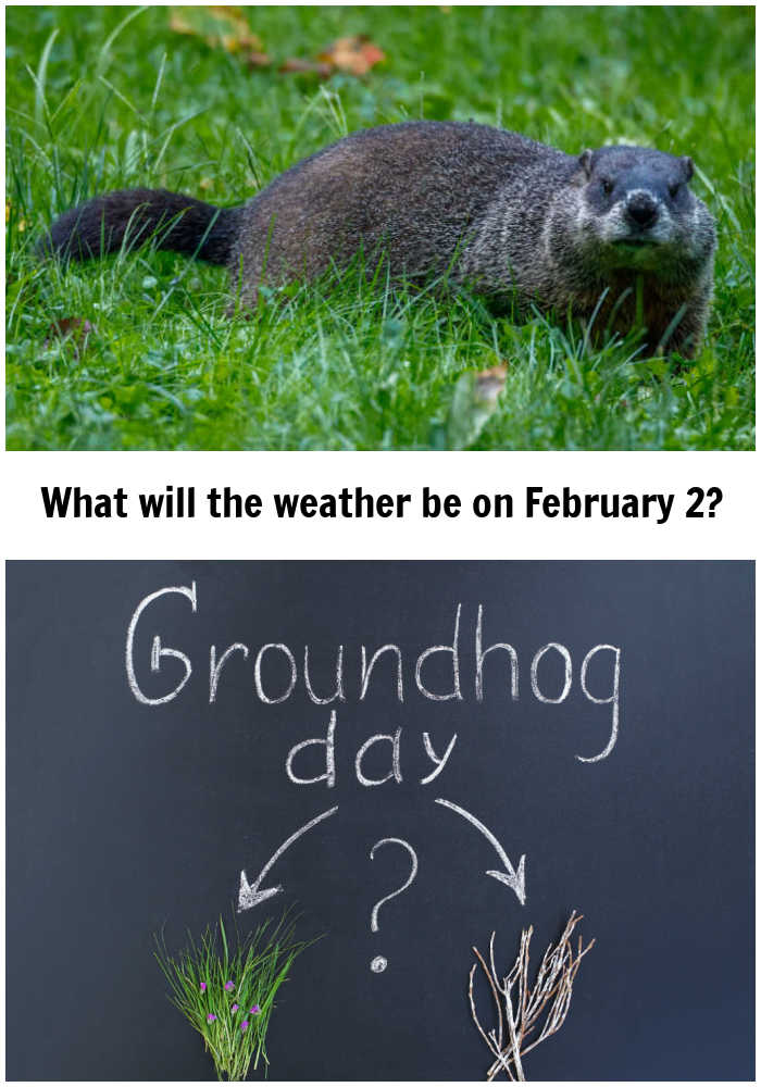 It's groundhog day. Groundhog in sun and chalkboard with Groundhog Day images and text reading What will the weather be on February 2?