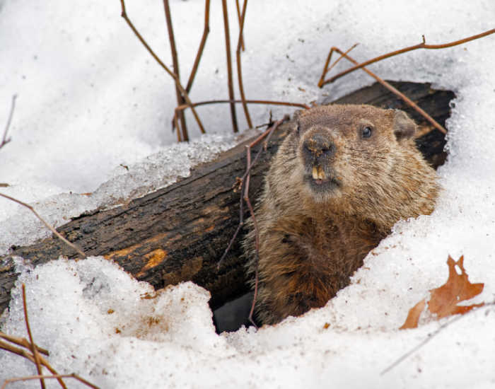 a groundhog in snow A groundhog in his den in the snow.