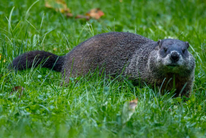 Groundhog sitting in the sun. Groundhog sitting in the grass.