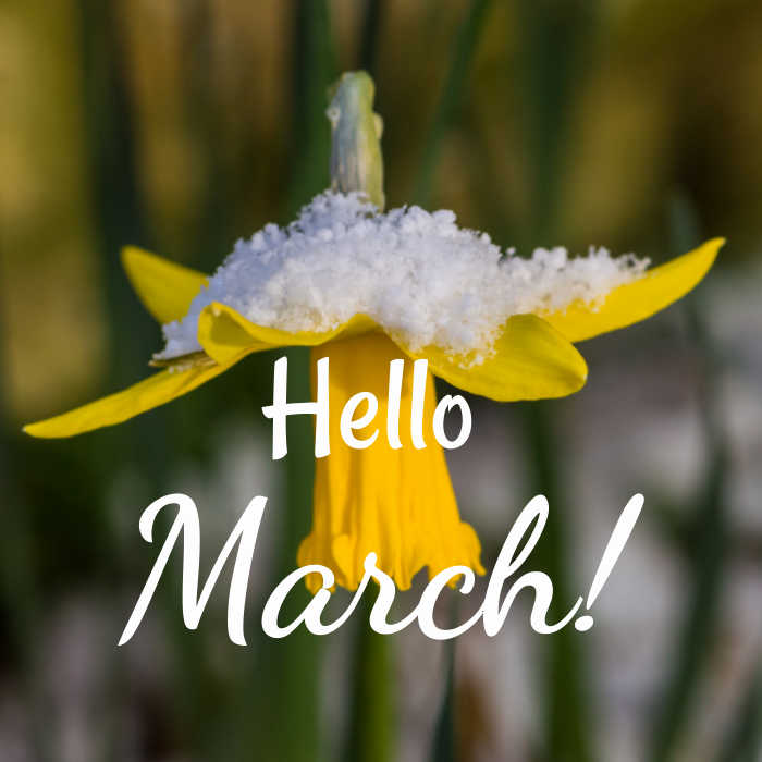 Daffodil in snow with words reading Hello March!