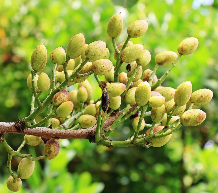 branch of the pistachio tree with seeds. Pistachio Tree branch