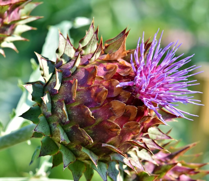 artichoke heart and flower artichoke heart and flower