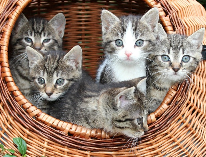Siamese kittens in a basket. A wicker basket of cuddly kittens peering out.