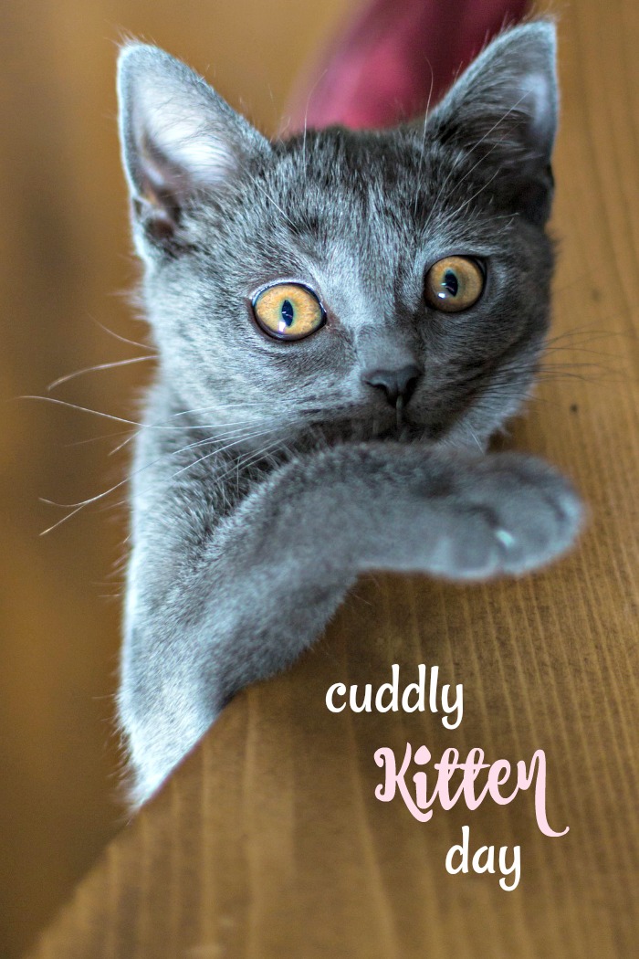 A grey kitten reaching up. A grey kitten with yellow eyes pawing at text that reads "Cuddly Kitten Day".