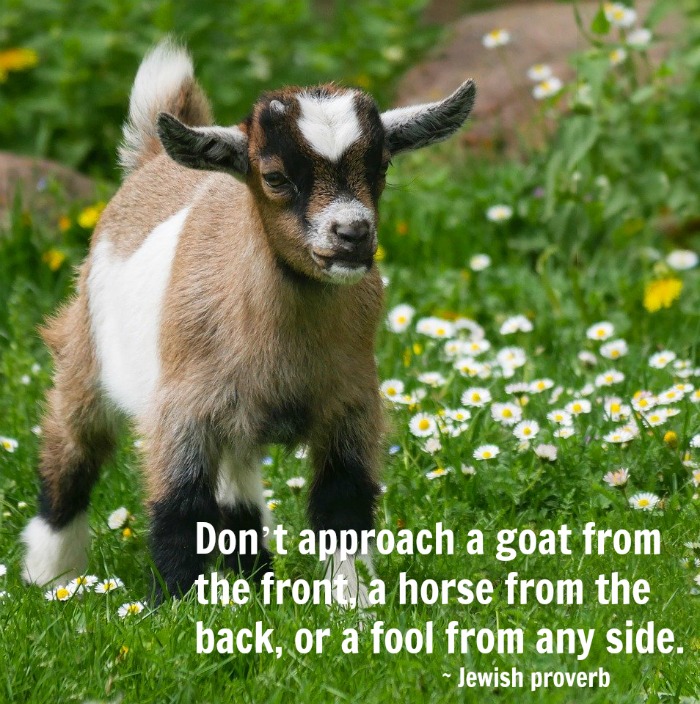 Goat in a field with a quote overlay. A baby goat in a field of daisies with a text overlay with a goat horse and fool quote.