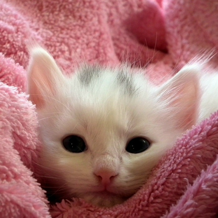 White kitten in a pink blanket.