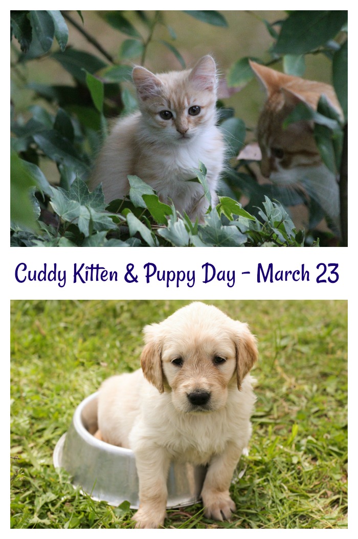 A kitten and puppy collage. A photo of two kittens in an ivy patch above a photo of a golden retriever puppy in a food bowl with a text overlay for Cuddly Kitten Day and National Puppy Day.