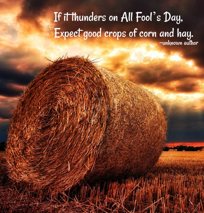 A bale of hay with a text overlay quote. A bale of hay in a field at sunset with a text overlay of a corn and hay quote for All Fool's Day.