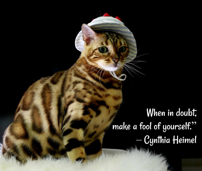 Cat with a hat and text overlay about foolishness. A cat with leopard spots and a bonnet on with a silly cat quote overlay.