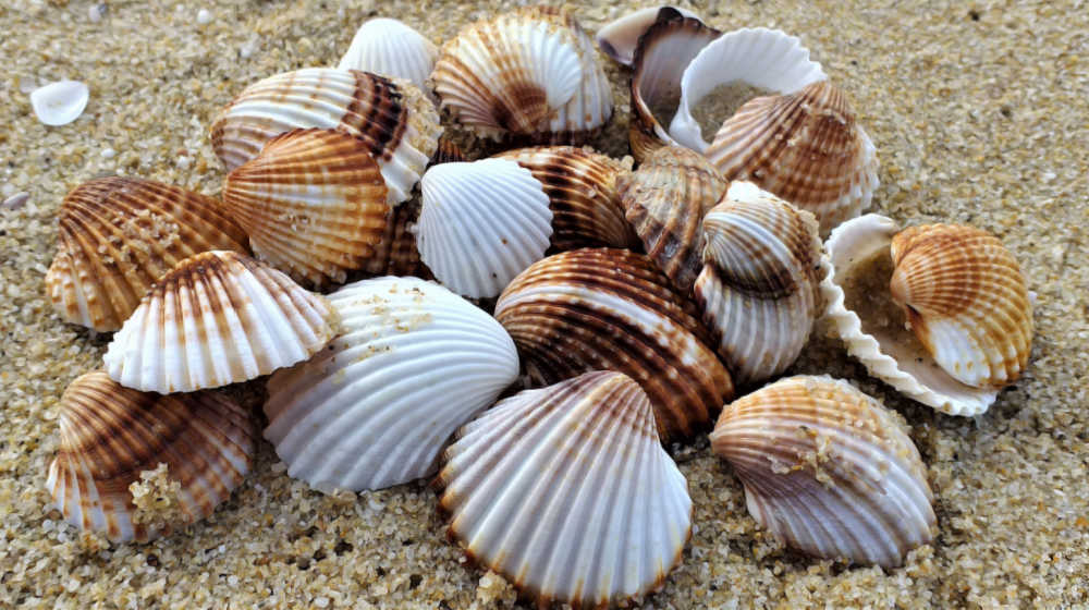 Seashells piled on the beach.