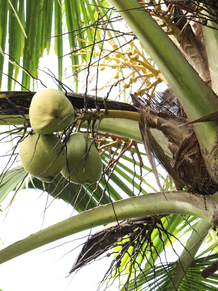 three coconuts hanging from a palm tree Three coconuts in a palm tree.