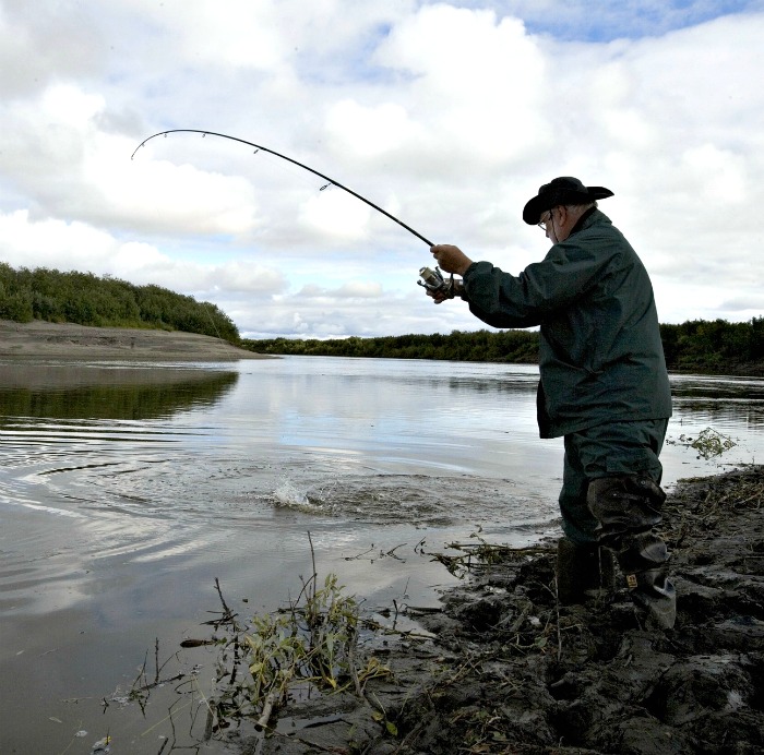 fisherman in a hat catching a fish in a stream Fisherman catching a fish