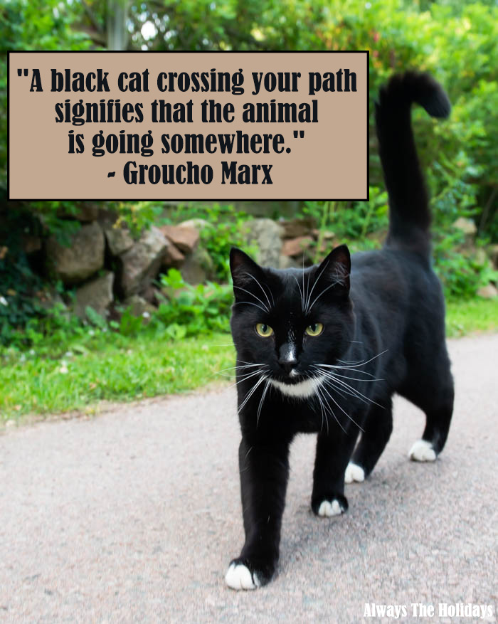 a black cat walking across the street with a text overlay reading "A black cat crossing your path signifies that the animal is going somewhere." - Groucho Marx. black cat saying - A black cat crossing your path signifies that the animal is going somewhere.